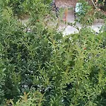 Spacious House With A Big Garden And Fire Pit 地拉那