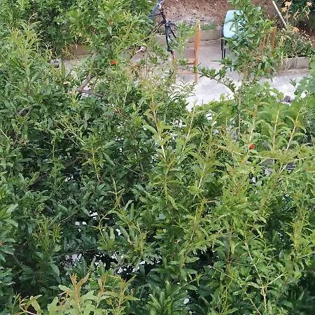 Spacious House With A Big Garden And Fire Pit Tirana