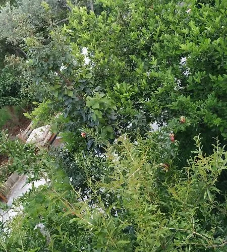 Spacious House With A Big Garden And Fire Pit Tirana