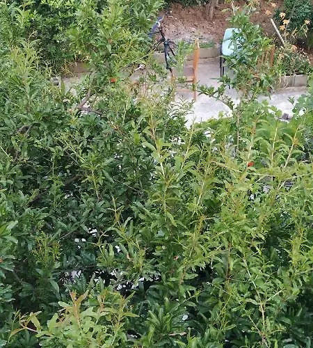 Spacious House With A Big Garden And Fire Pit טיראנה